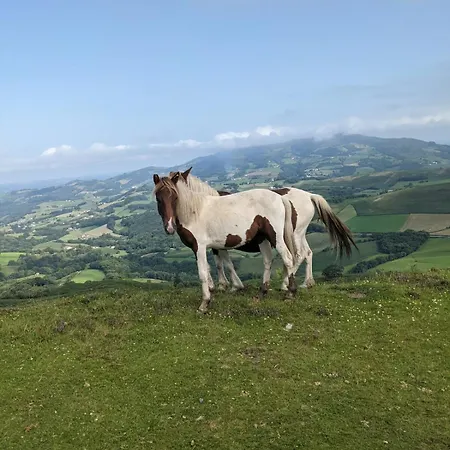 Arènes Appartement *